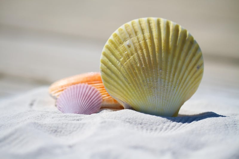 Seashell Extravaganza